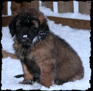 Frost